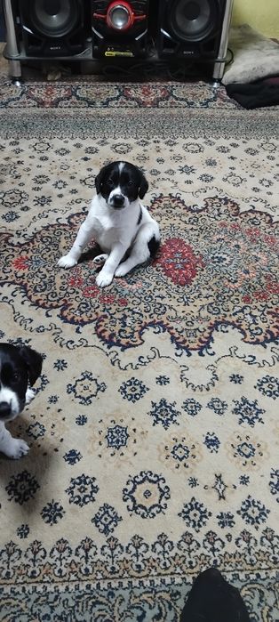 Отдам Щенки даром