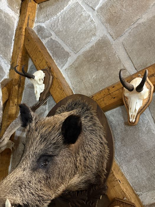 Ловни трофеи  на супер цени