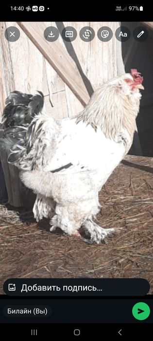 Петуххххх  Брама