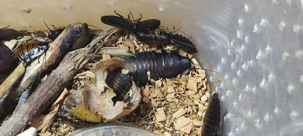 Мадагаскарские шипящие тараканы