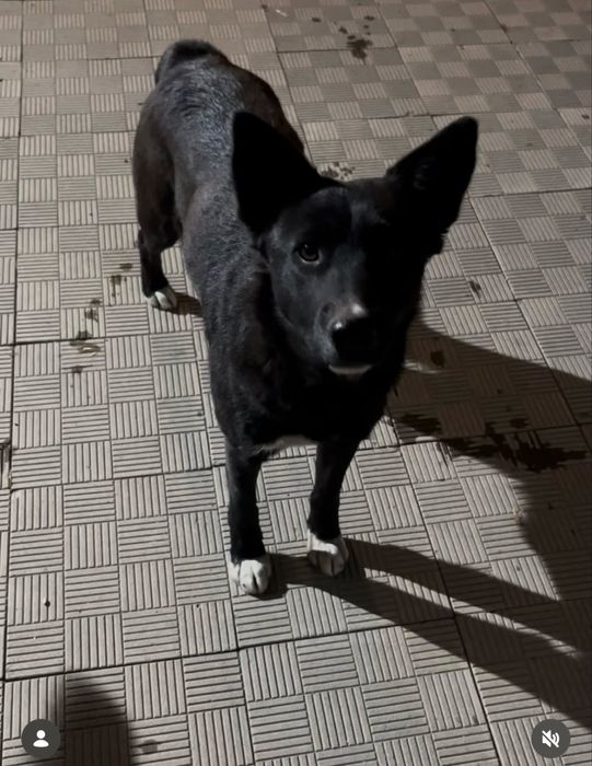 Отдам щенка в добрые руки