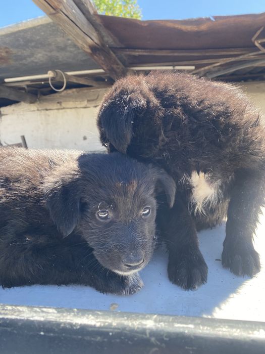 Тобет Овчарка щенки