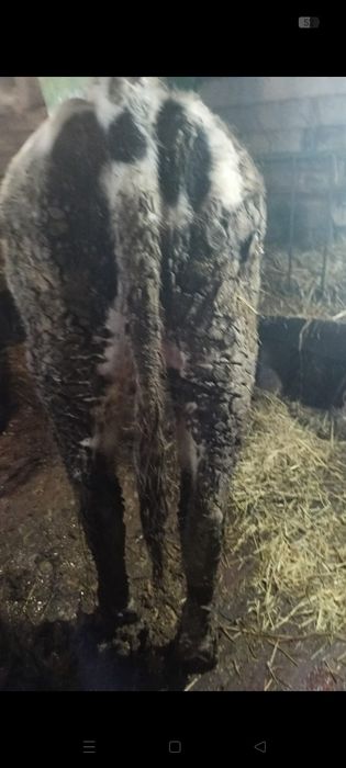 Продам быка. С. Озерное