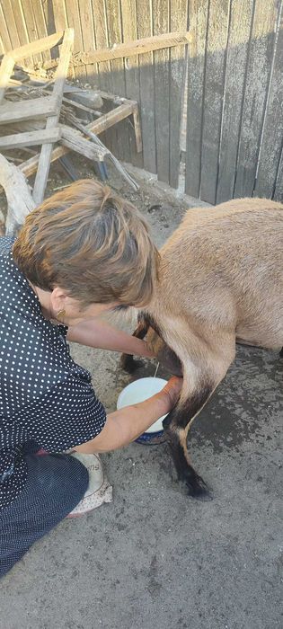 Capre de rasă Sannen-Alpină Franceză