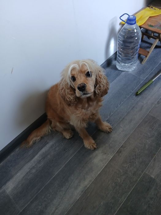 Американский кокер спаниель  девочка вязка.