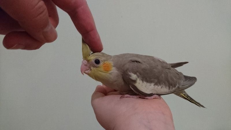 Выкормыши кареллы