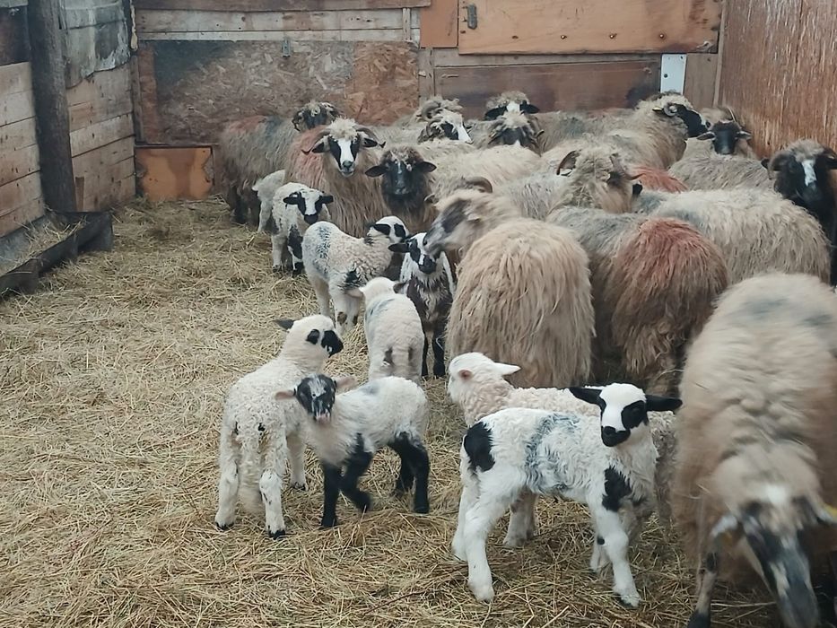 Vand 20 de oi cu miei