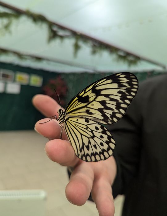 Живые Куколки Бабочки