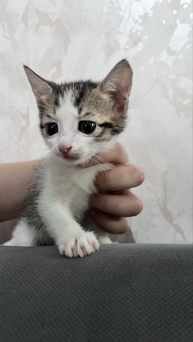 милые домашние котята