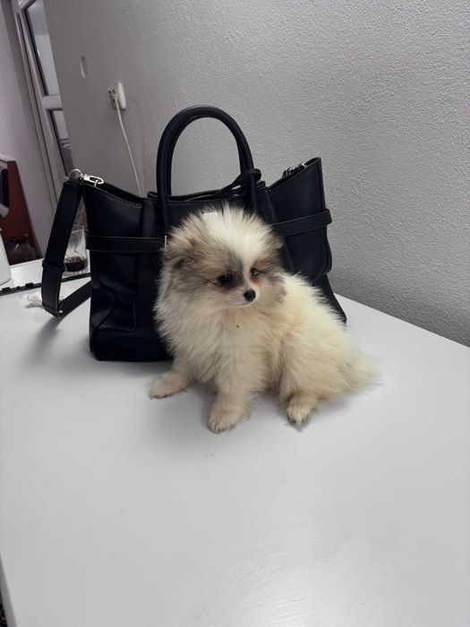 Pomeranian mini toy