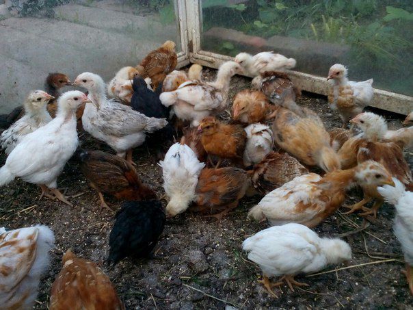 Продам месечных циплят