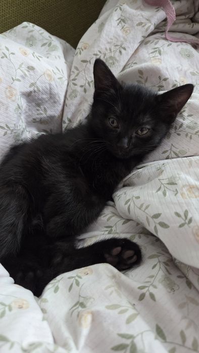 Отдам котят 3 месяца