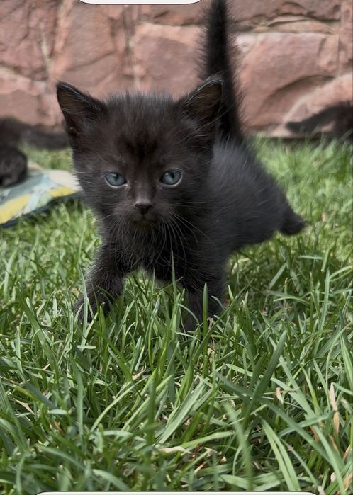 Котята ищут свой дом!