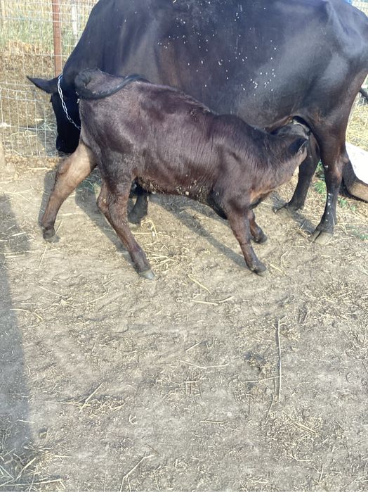 De vanzare vitei metis Angus 2 luni jumate