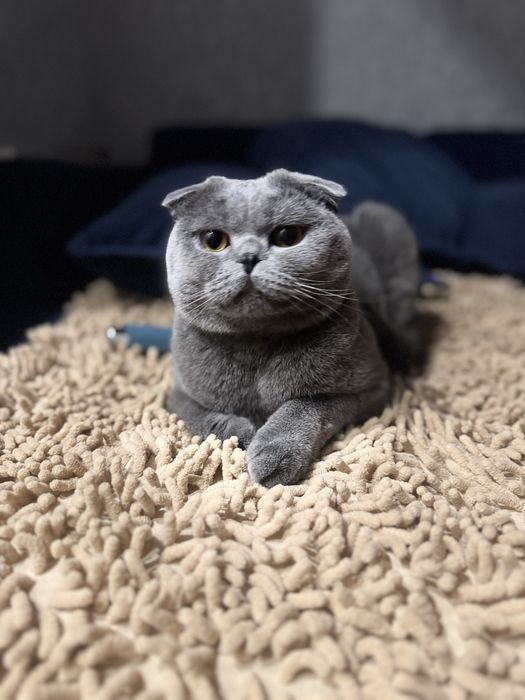 Отдам кота три года