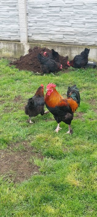 Vand gaini rasa marans