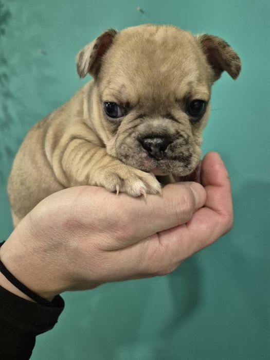 Уникален Френски булдог - MERLE със сини очи