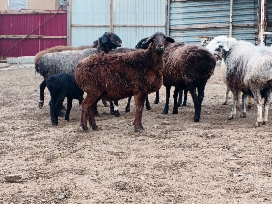 Ona bola boʻgʻoz qoʻylar sotiladi