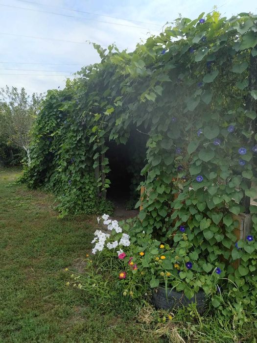 Продам дачу Восход в хорошем месте