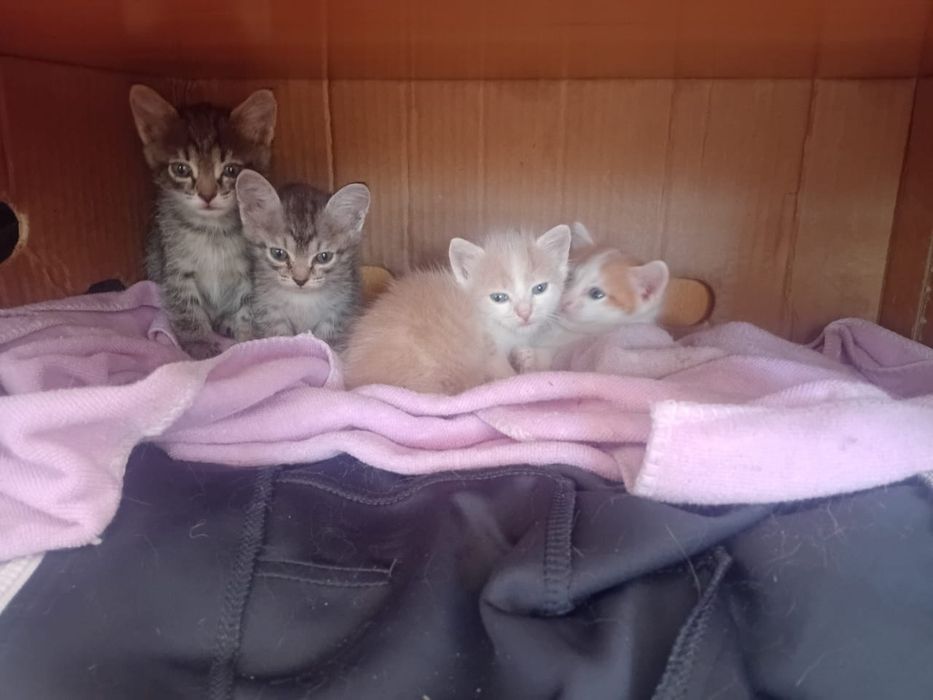 Отдам катят в хорошие руки