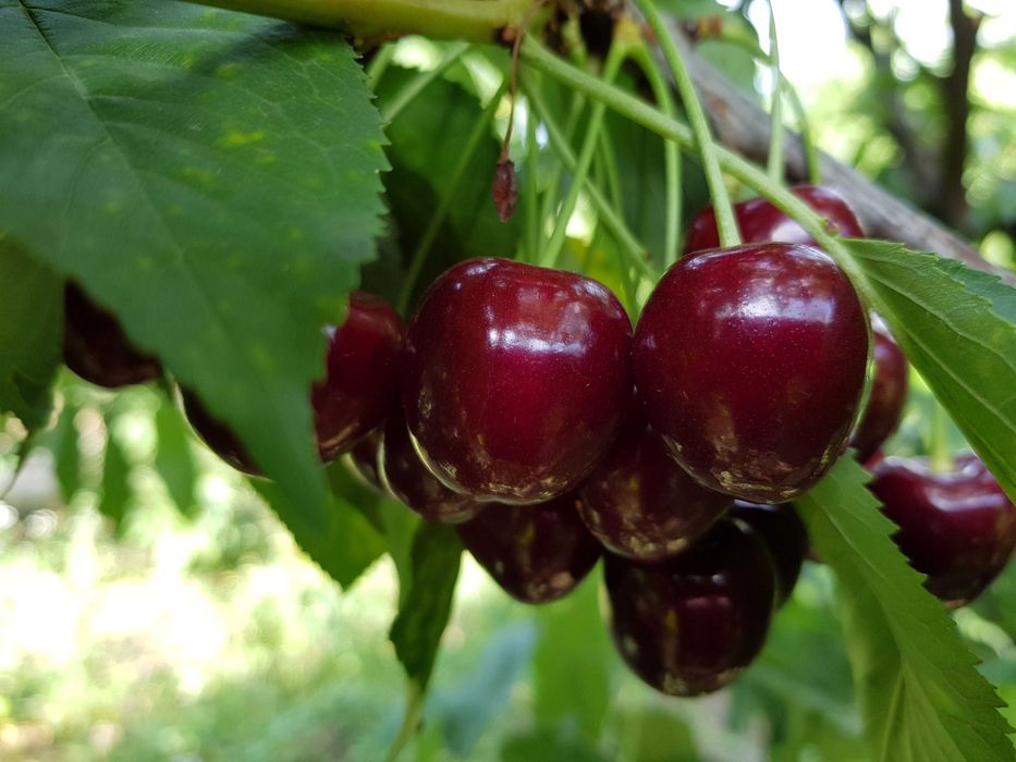 5ha Livada Ciresi la 100 km de București