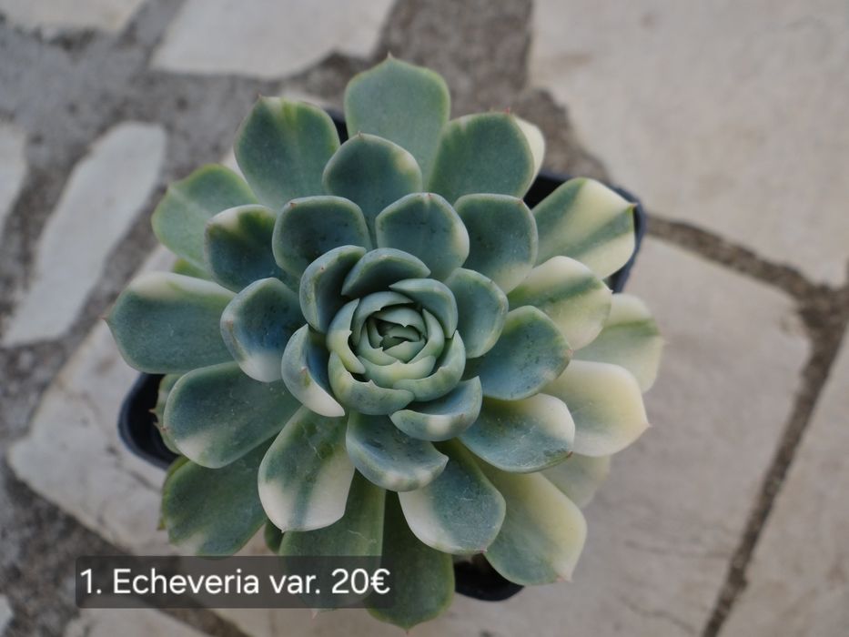 Сукуленти Echeveria различни видове