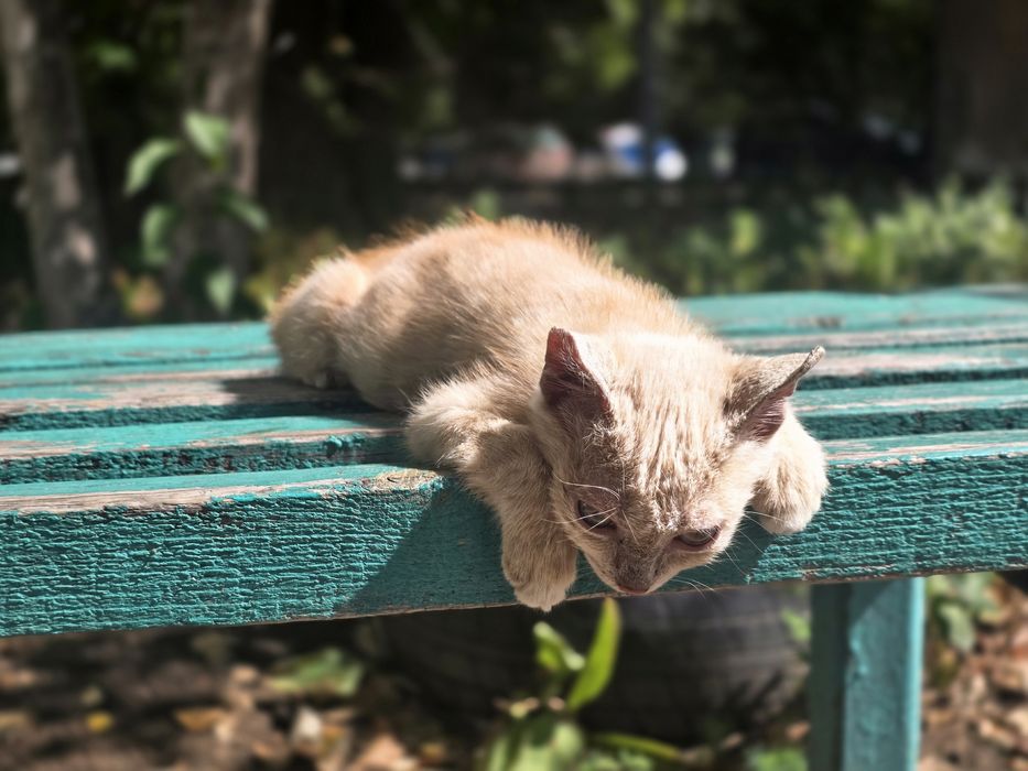 Пристраивается котенок девочка.