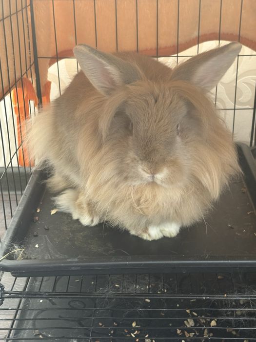 Декоративный кролик