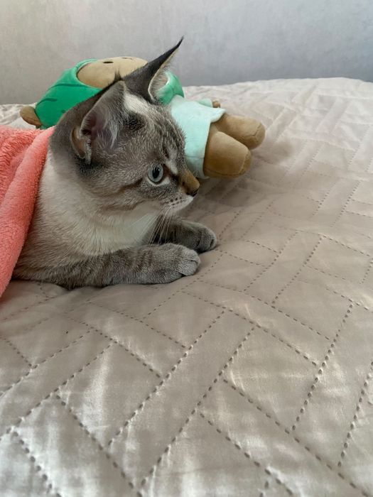 Отдам котёнка в добрые руки