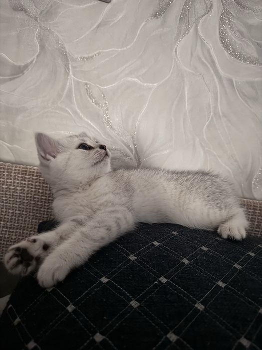 Британец шиншилла