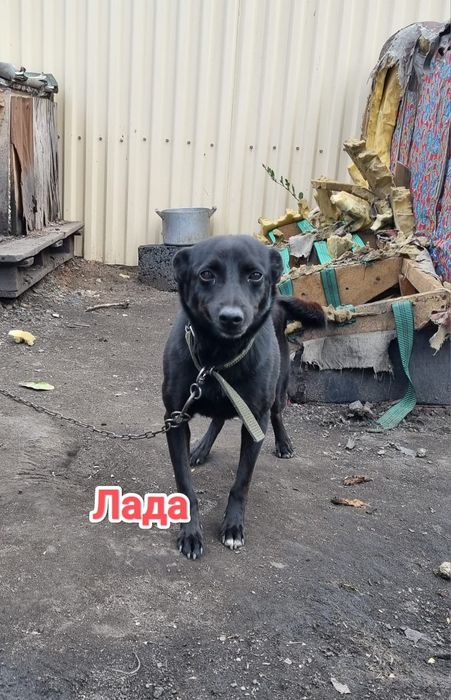 Дарю в добрые и ответственные руки