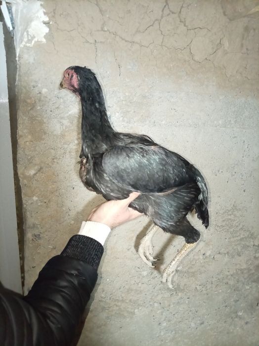 Tozza zot makiyon sinalgan