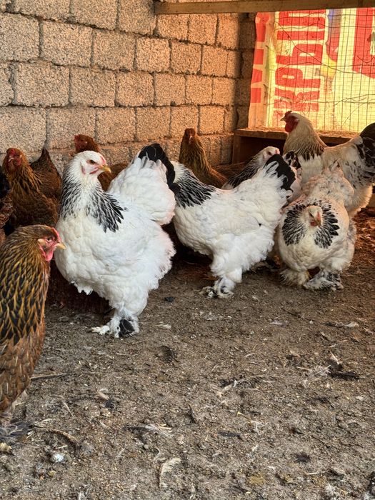 Продаётся петухи брама