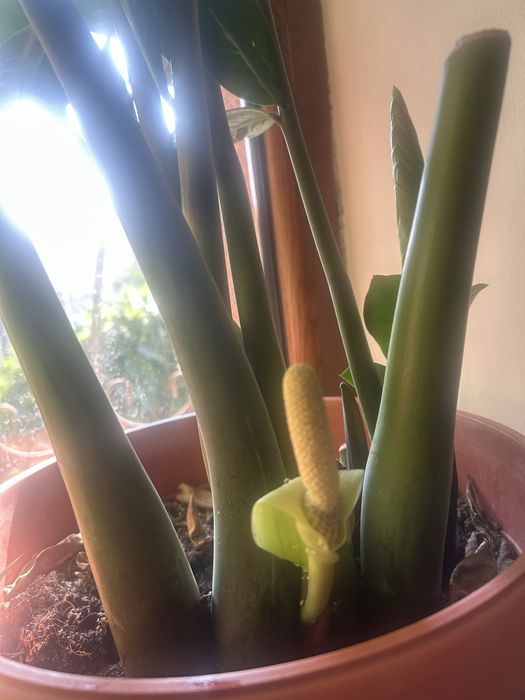 Продам Замиокулькас с горшком