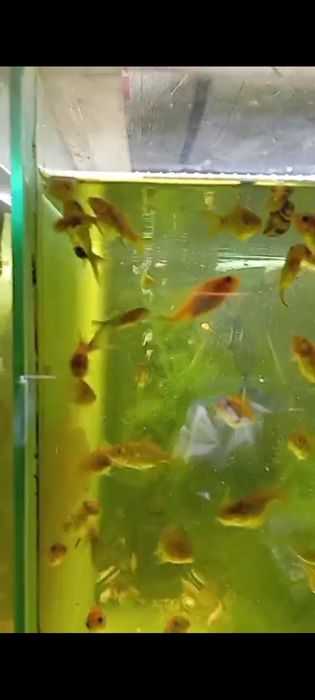 Золотые рыбки вуаль