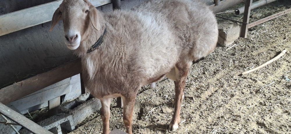 Arashan qochqor sotiladi