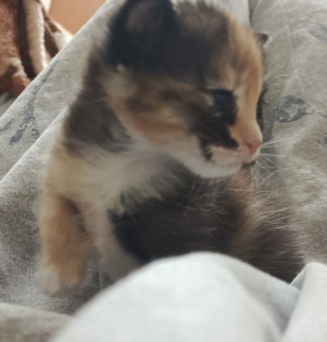 Отдам  котенка в хорошии руки.