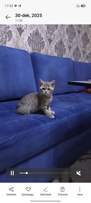 Mushuk scottish straight