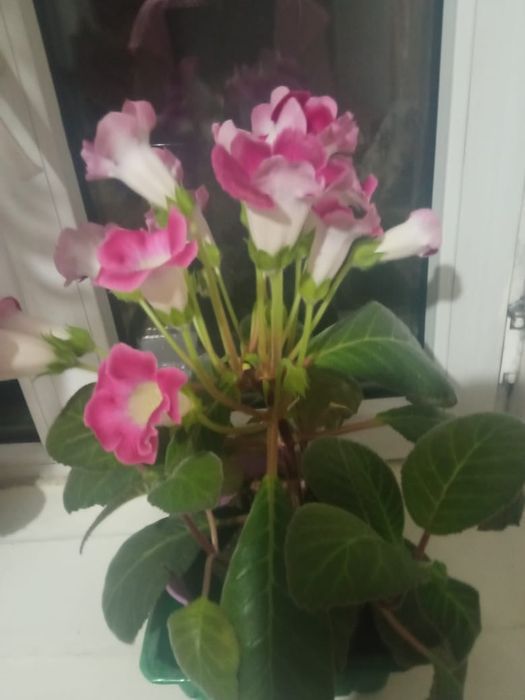 Глаксиния продам