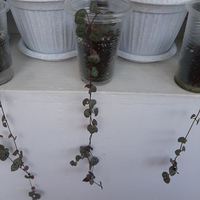 Церопегия Вуду.