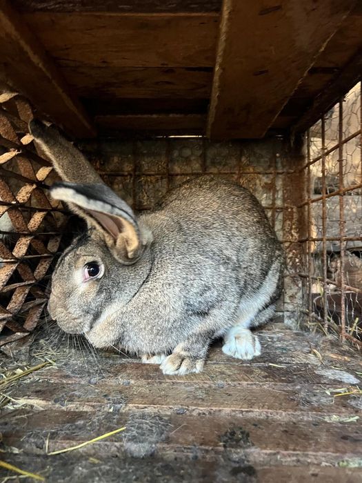 Vând iepuri rasa de carne