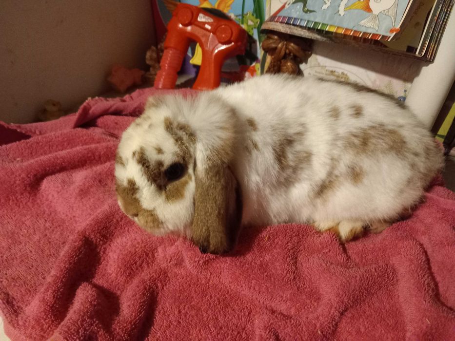 Iepure Berbec Pitic de Companie Mini Toys