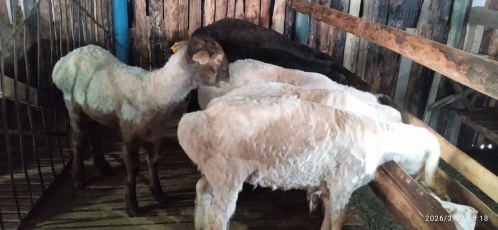 Қой тоқты бар семіз