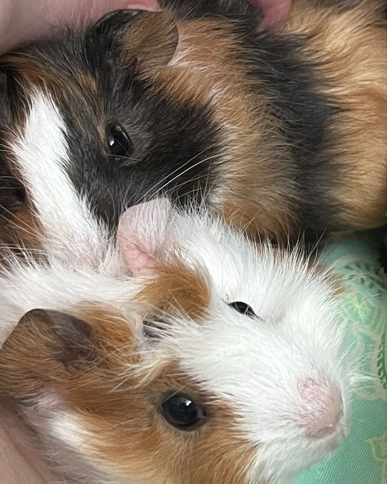 Продам 2 морские свинки