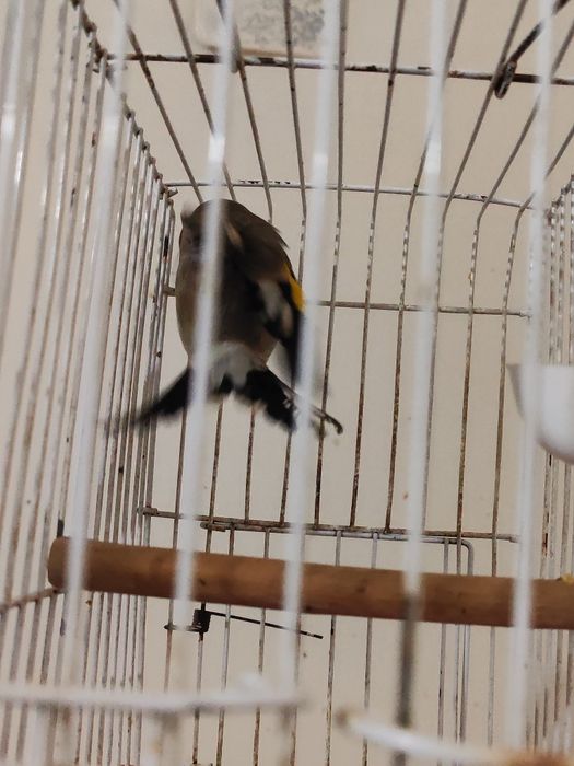 2 дона Сава 50мингдан 100мингача