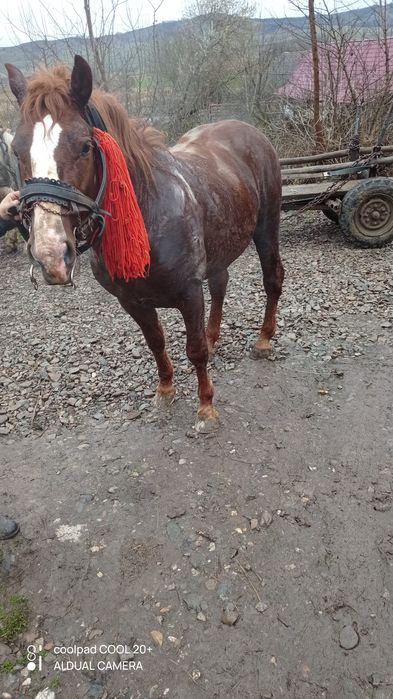 De vânzare hărmăsar