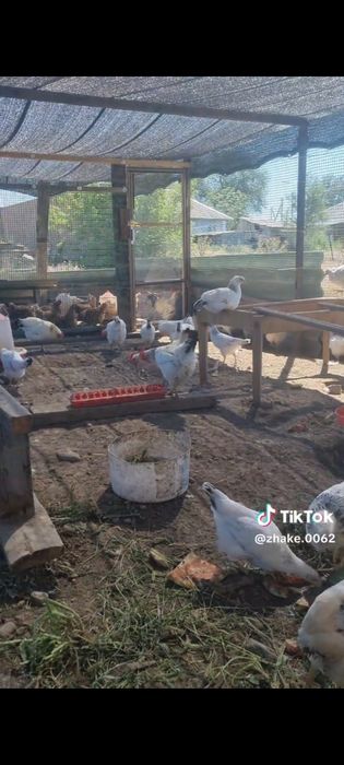 Куры  продам петух