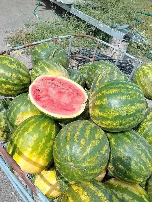 Продам Арбузы настоящие