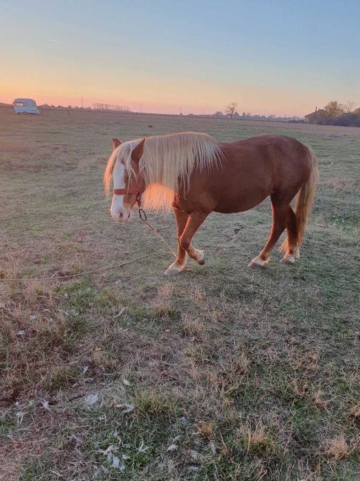 Iapa de vânzare-6 ani