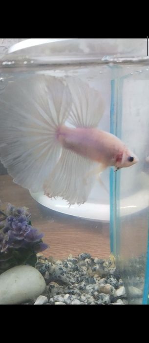 Рыбка петушок аквариумная